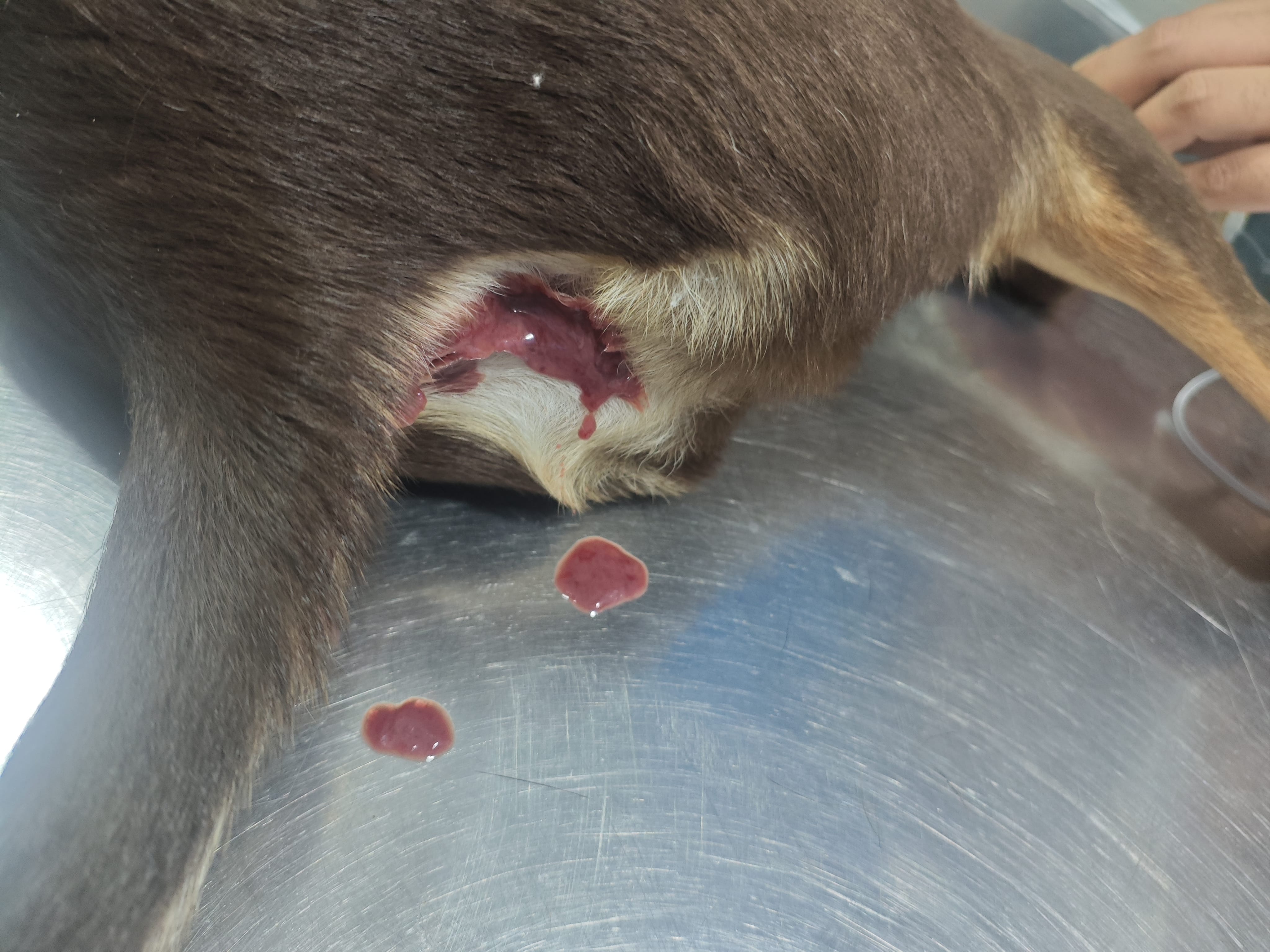 Medical documentation of Liko's condition